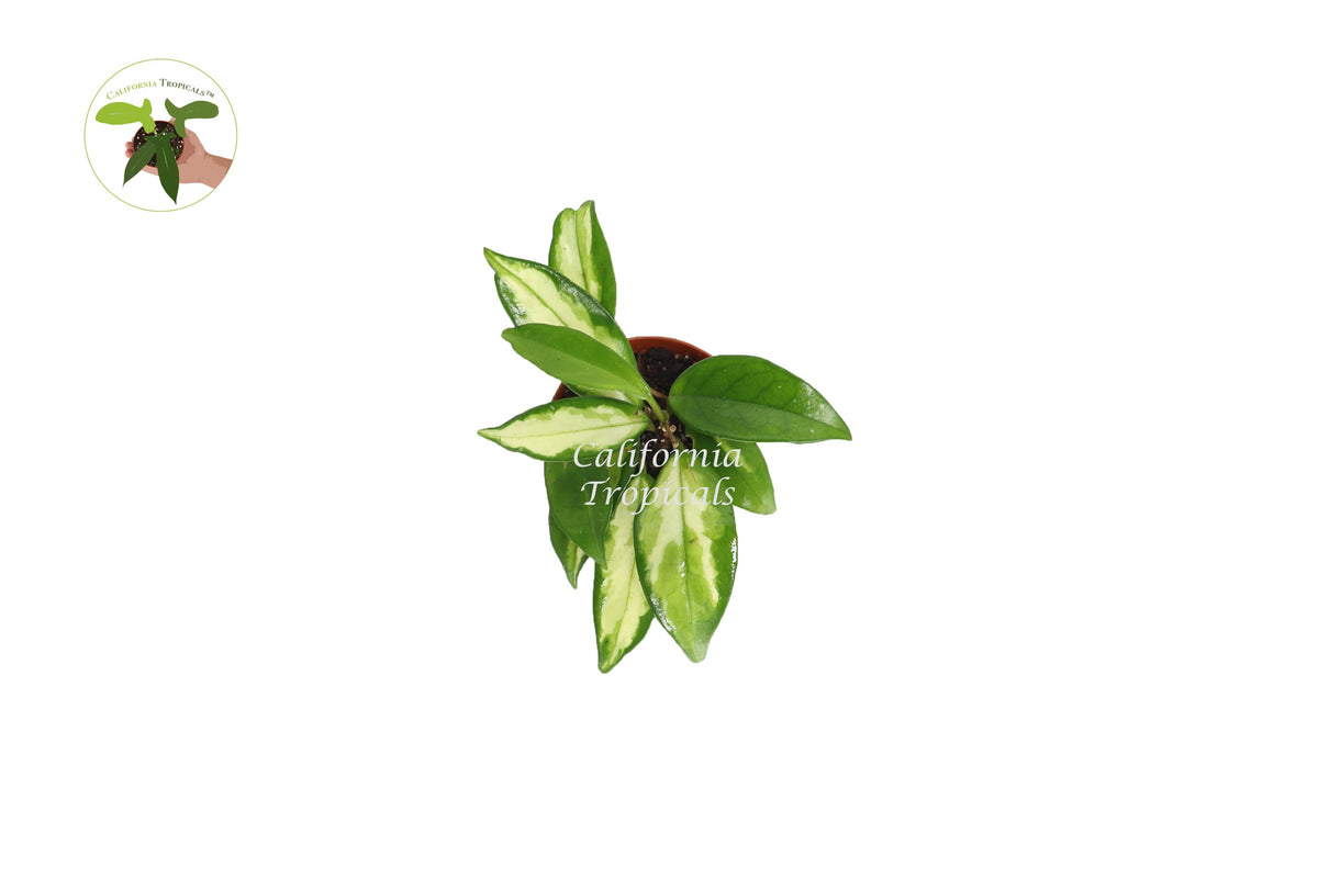 Hoya Crimson Princess live plant foliage detail