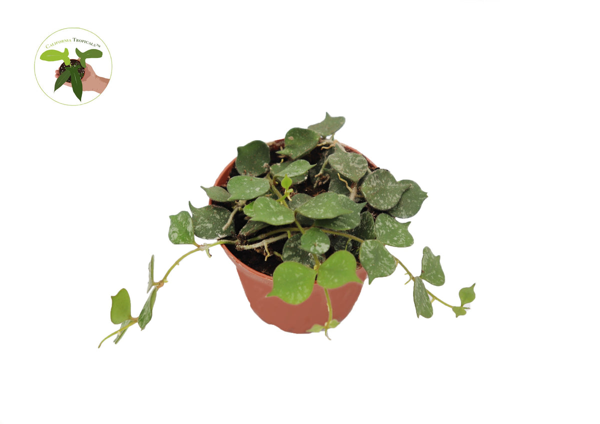 Hoya Curtisii live plant in a 2.5" grower's pot