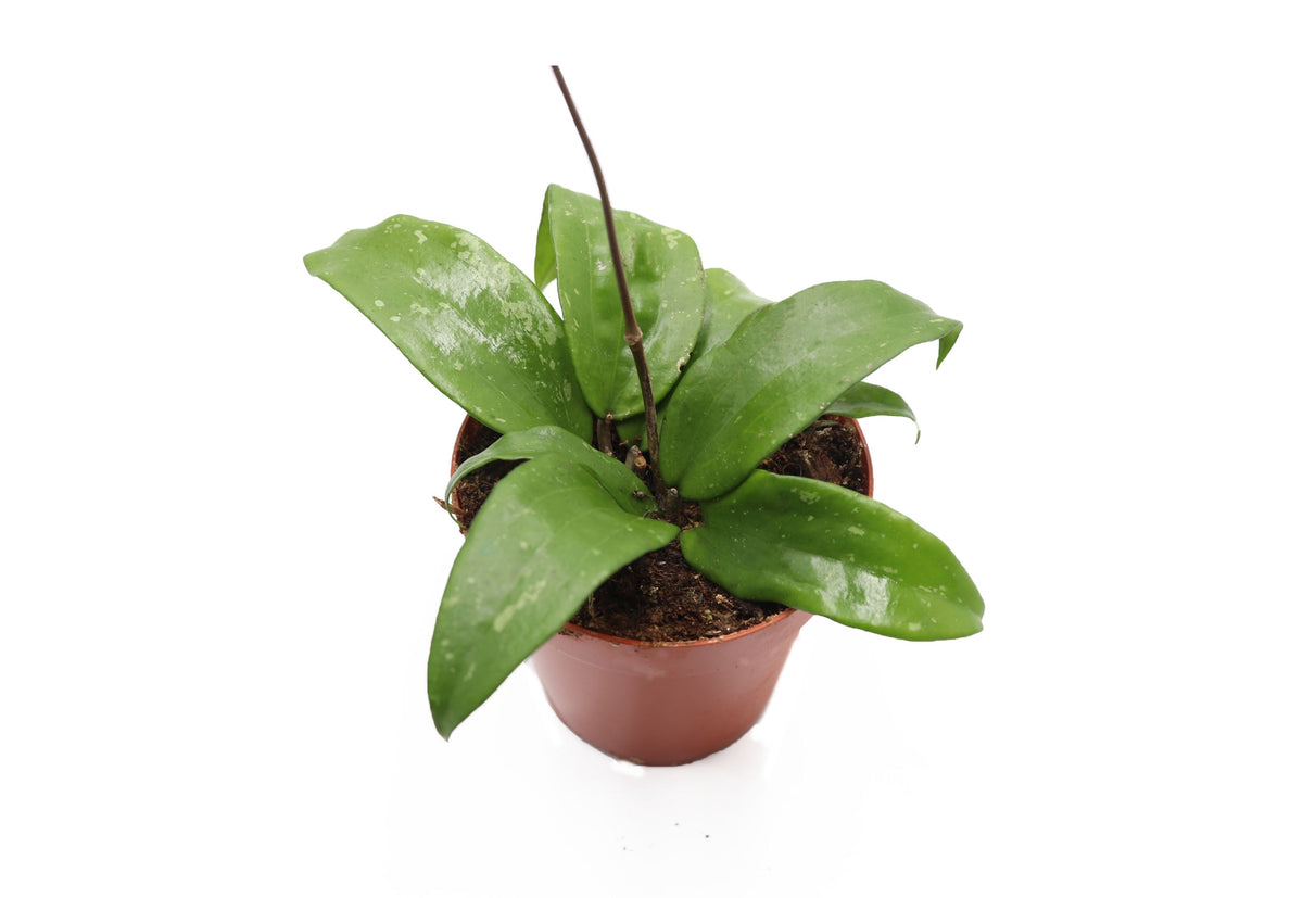 Hoya Rigida live plant in a 4" grower's pot