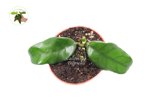 Hoya Globulosa - 4'' from California Tropicals