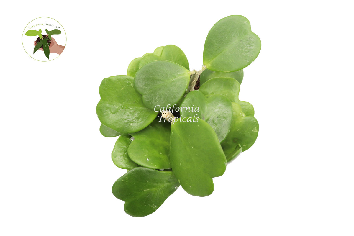 Hoya Kerrii Non-Variegated (3-4 Leaves) live plant foliage detail