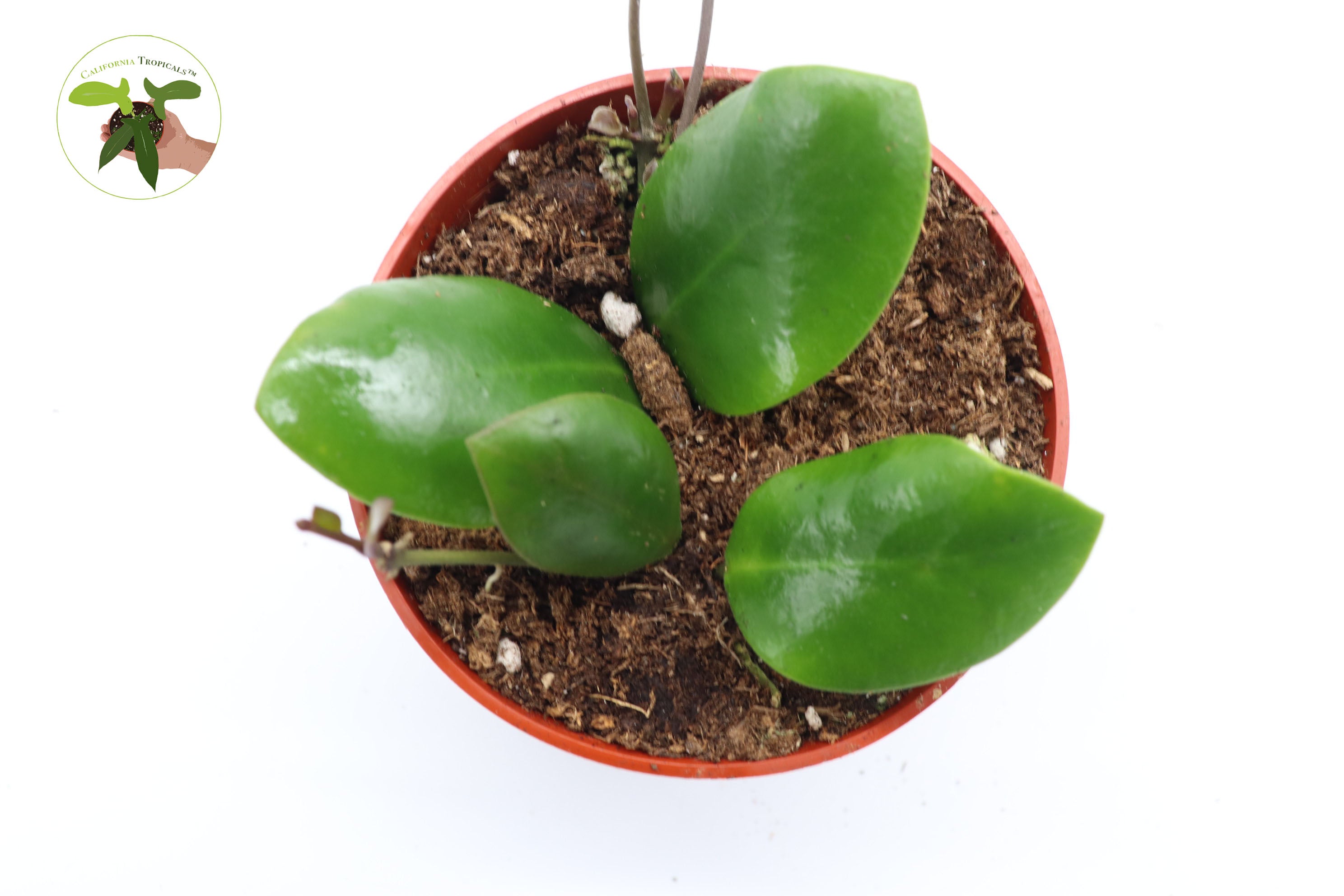 hoya carnosa potting mix Rare Hoya lucardenasiana 4" grower's pot – California Tropicals