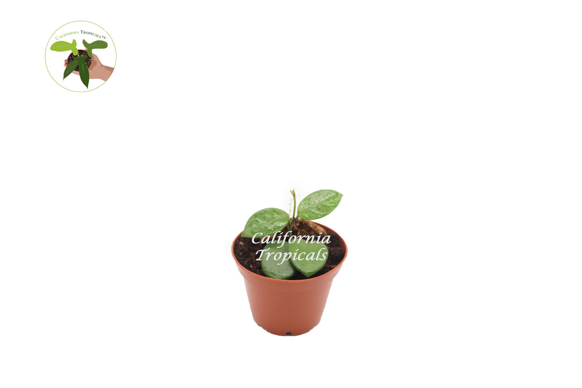 Hoya Mathilde live plant in a 3" grower's pot