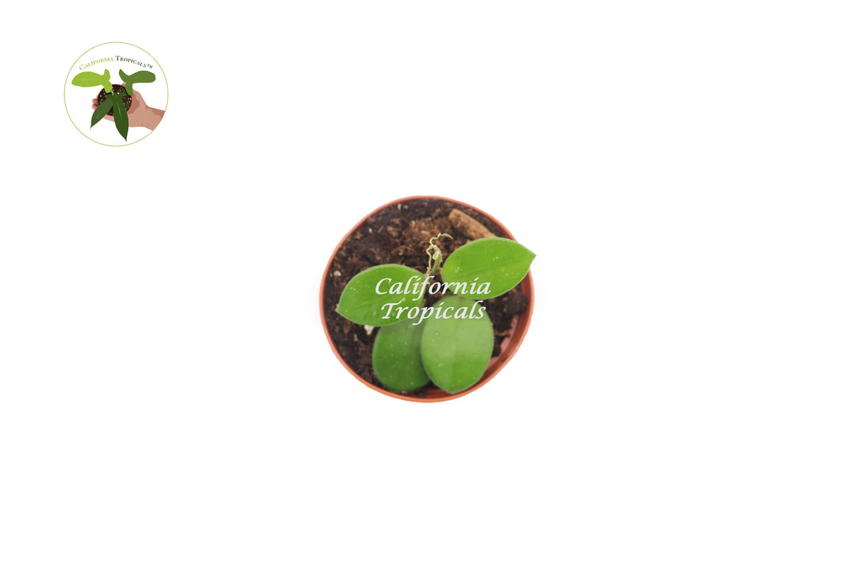 Hoya Mathilde live plant foliage detail