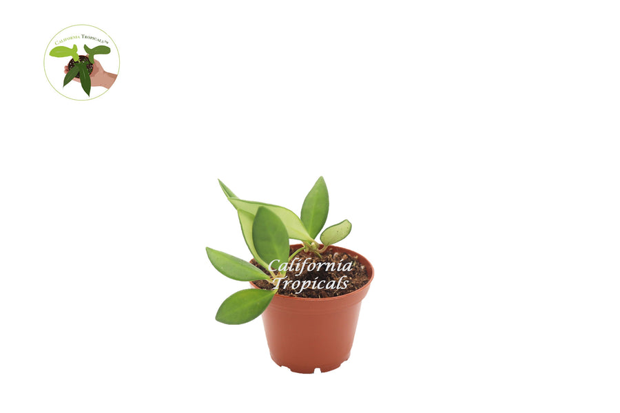 Hoya Burtoniae live plant in a 3" grower's pot