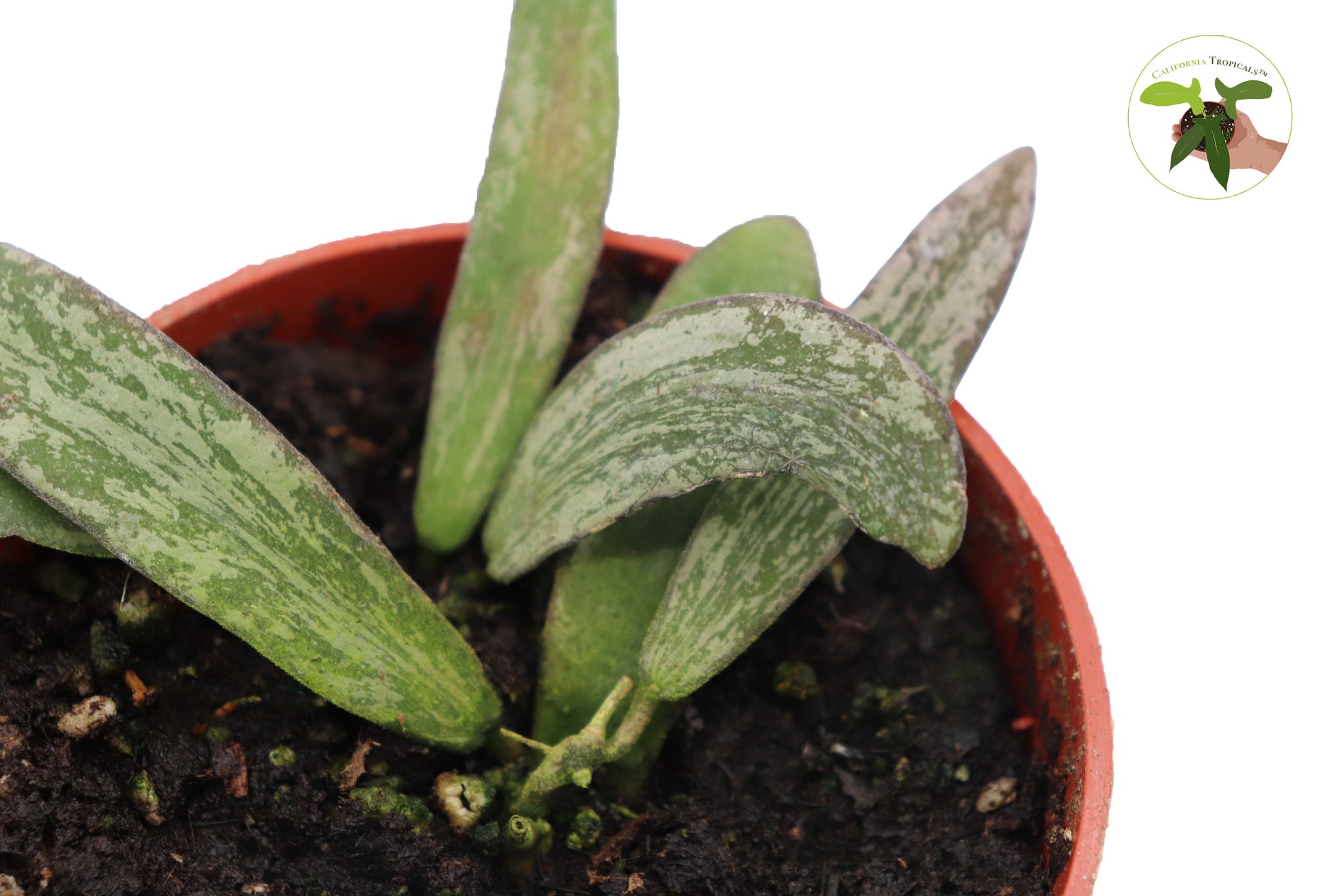 Rare Hoya sigillatis -4 inch pot from California Tropicals