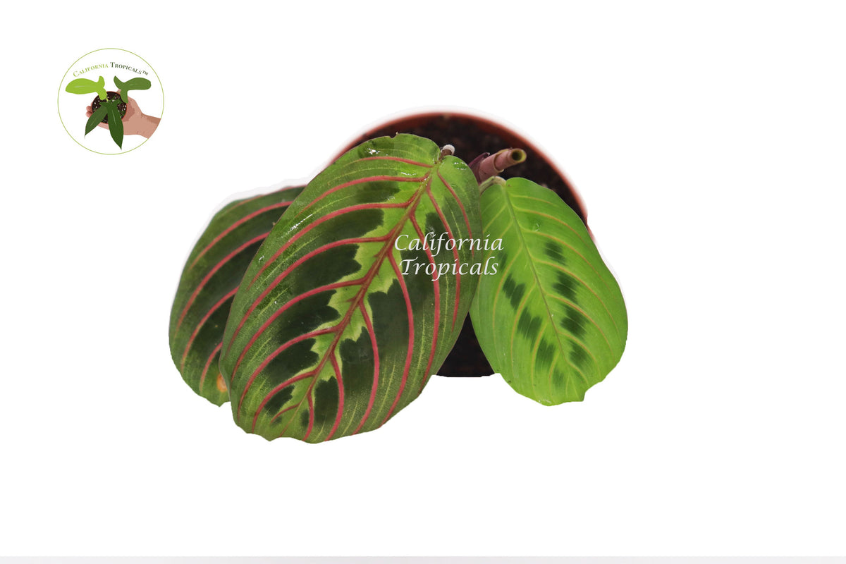 Red Maranta Prayer live plant foliage detail