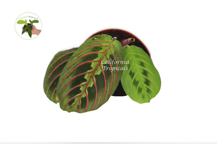 Red Maranta Prayer live plant foliage detail