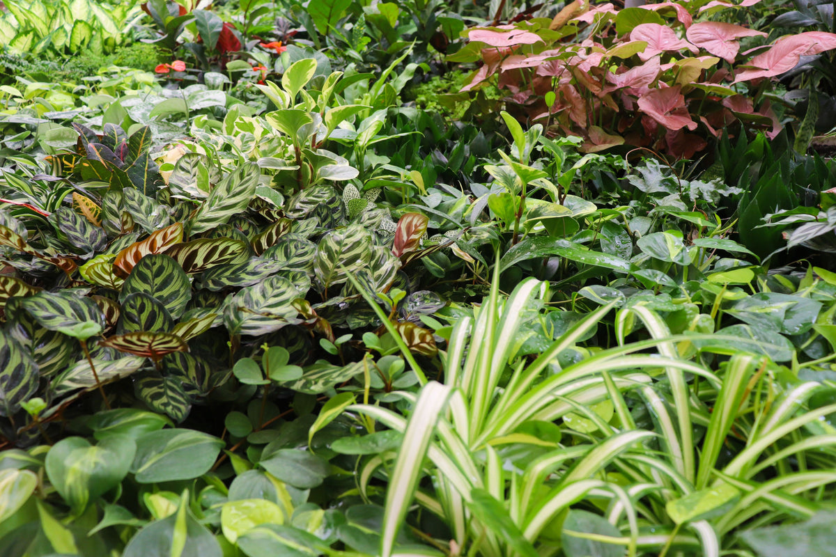 CT Plus Plant Subscription in a 2" grower's pot