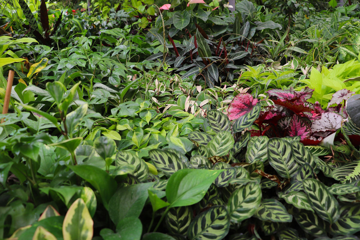 CT Plus Plant Subscription foliage detail
