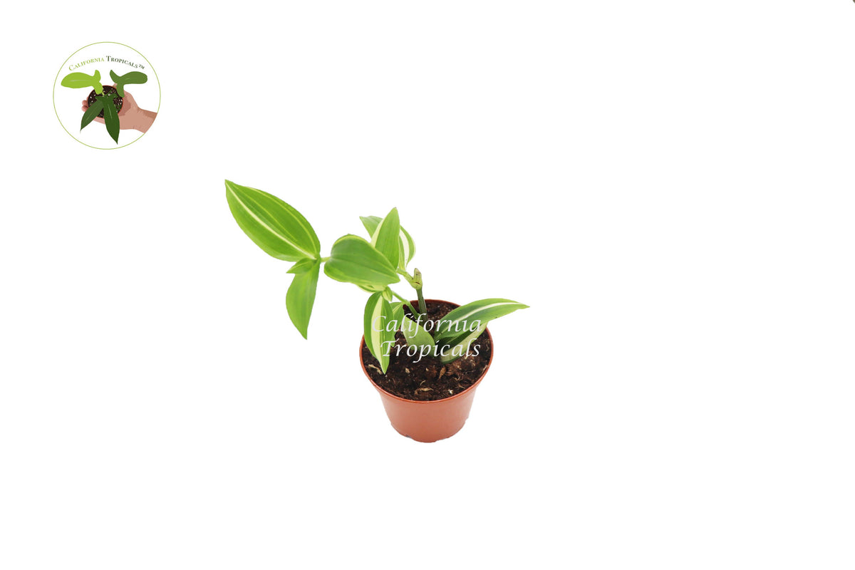 White Variegated Wandering Jew (Tradescantia) live plant in a 2" grower's pot
