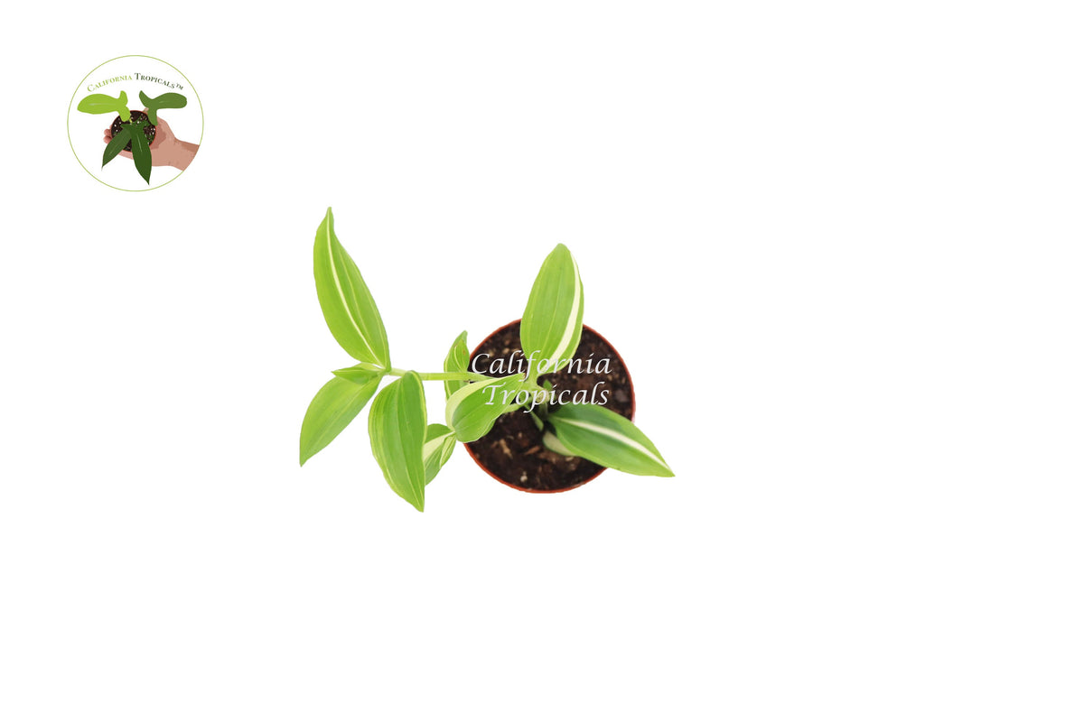 White Variegated Wandering Jew (Tradescantia) live plant foliage detail