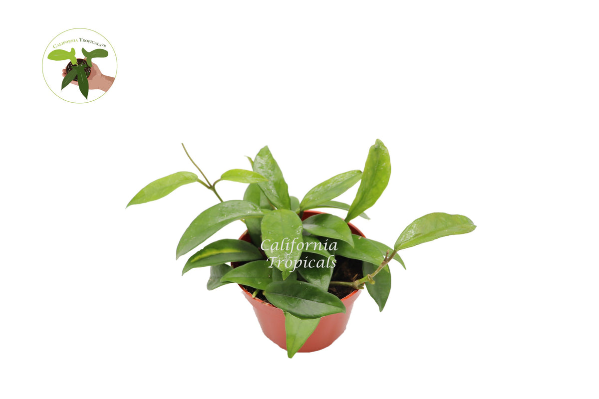 Hoya Green Jade Wax Plant in a 4" grower's pot