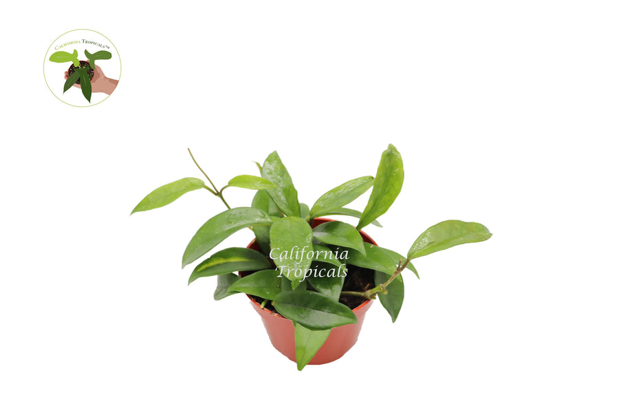 Hoya Green Jade Wax Plant in a 4" grower's pot