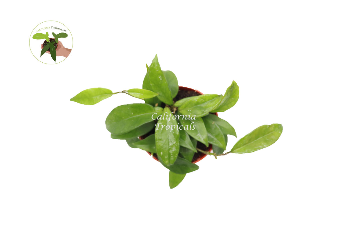 Hoya Green Jade Wax Plant foliage detail