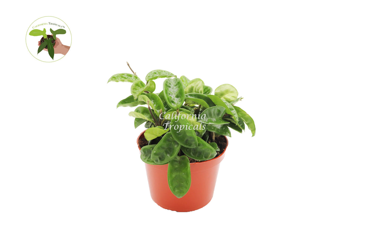 Hoya Carnosa 'Krinkle Wax Ripple' live plant in a 6" grower's pot