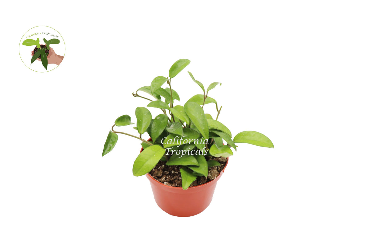 Hoya Green Jade Wax Plant in a 6" grower's pot