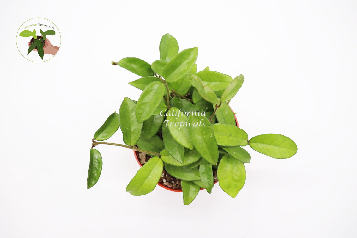 Hoya Green Jade Wax Plant foliage detail