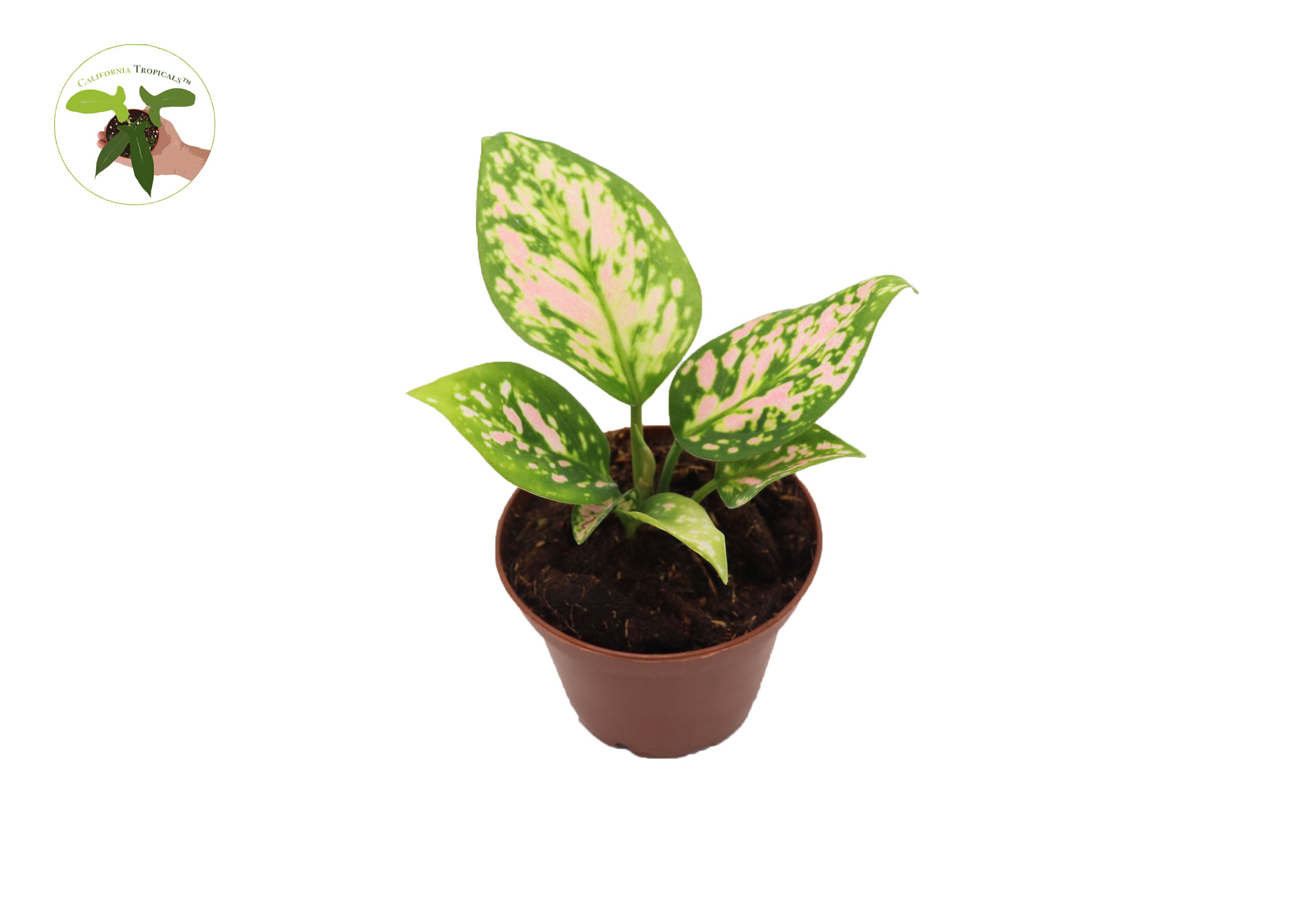 aglaonema bunnings Aglaonema Chinese Evergreen (Lady Valentine) 2"