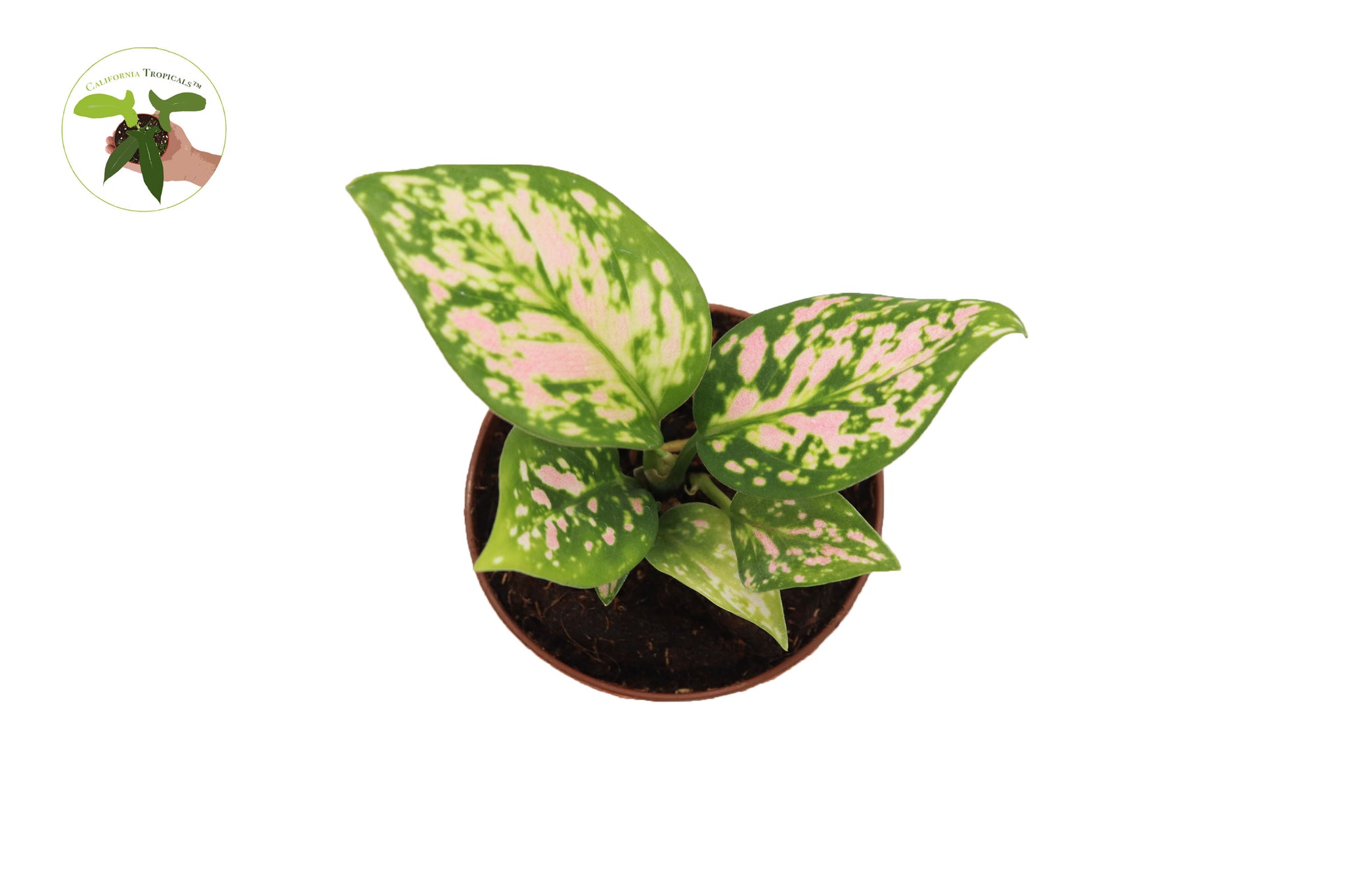 aglaonema green lady Aglaonema Chinese Evergreen (Lady Valentine) 2"