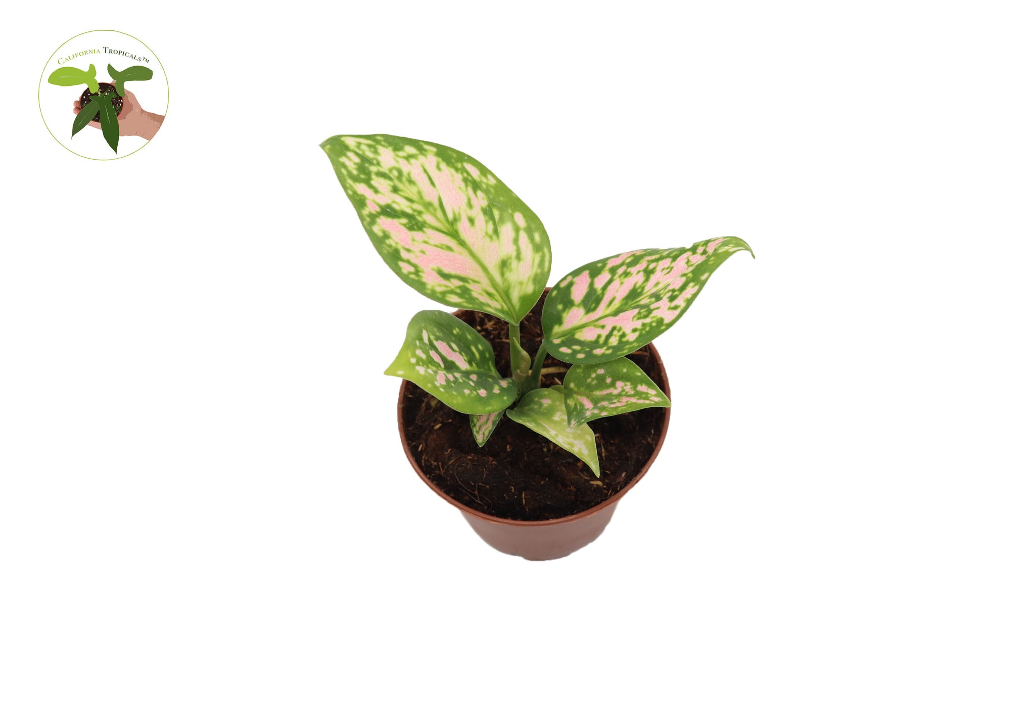 aglaonema commutatum lady valentine Aglaonema Chinese Evergreen (Lady Valentine) 2"