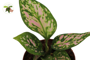 Aglaonema Chinese Evergreen (Lady Valentine) 2" - from California Tropicals