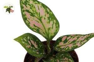 california tropicals aglaonema chinese evergreen Aglaonema Chinese Evergreen (Lady Valentine) 2"