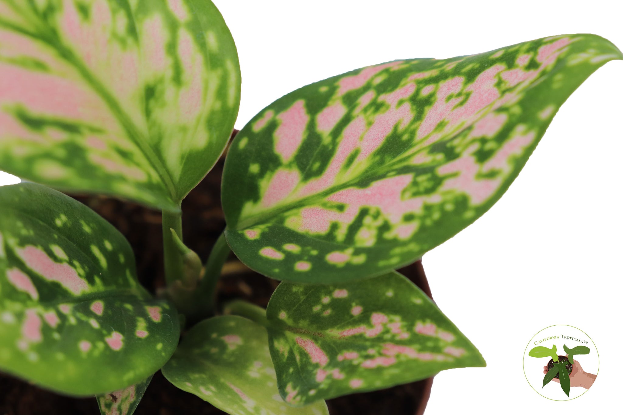 aglaonema commutatum lady valentine Aglaonema Chinese Evergreen (Lady Valentine) 2"