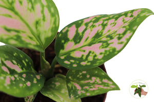 Aglaonema Chinese Evergreen (Lady Valentine) 2" - from California Tropicals