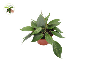 Hoya Macrophylla Latifolia Green form- 6" from California Tropicals