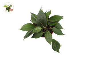 Hoya Macrophylla Latifolia Green form- 6" from California Tropicals
