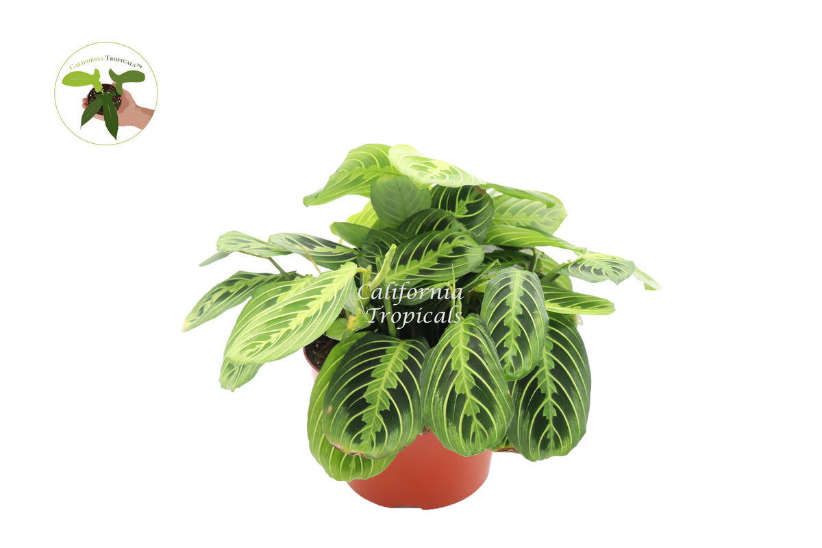 Lemon Lime Maranta live plant in a 8" grower's pot