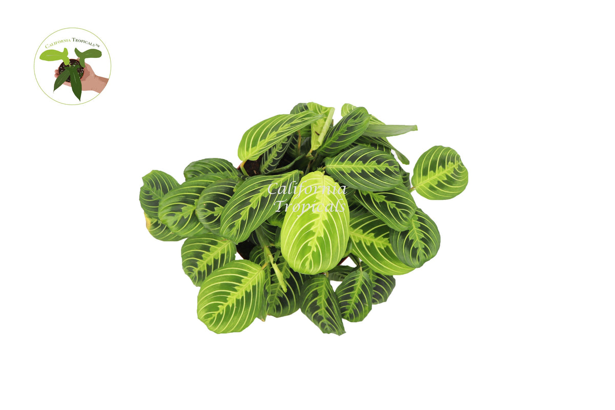 Lemon Lime Maranta live plant foliage detail