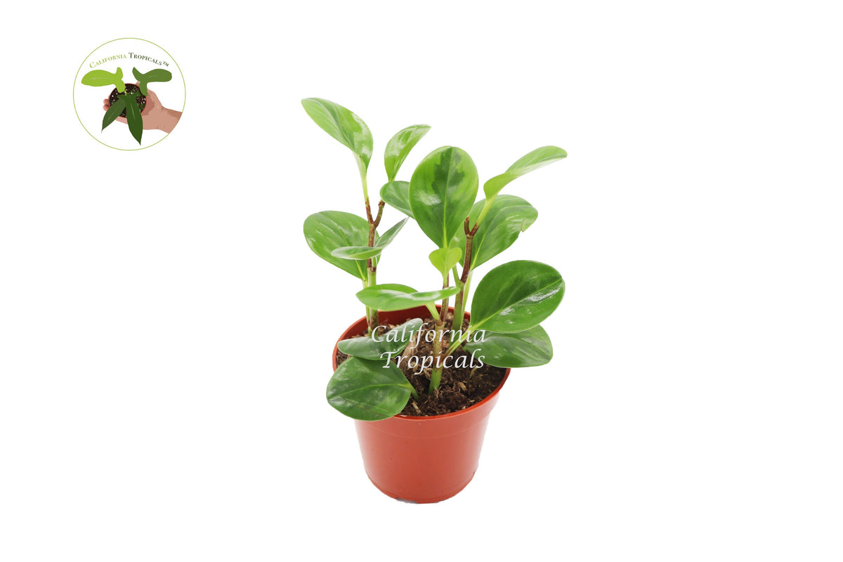 Peperomia Lemon Lime live plant in a 4" grower's pot