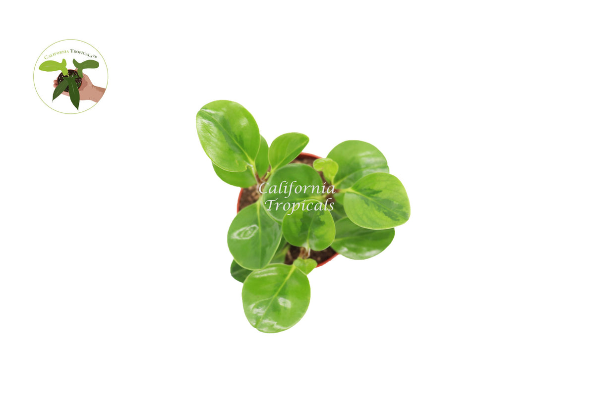Peperomia Lemon Lime live plant foliage detail