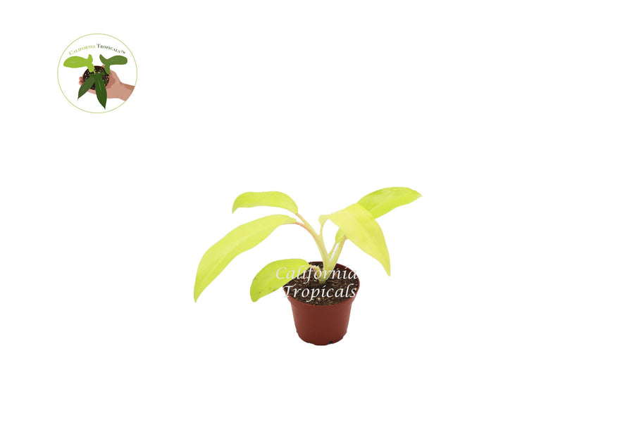 Philodendron Lemon Lime live plant in a 2.5" grower's pot