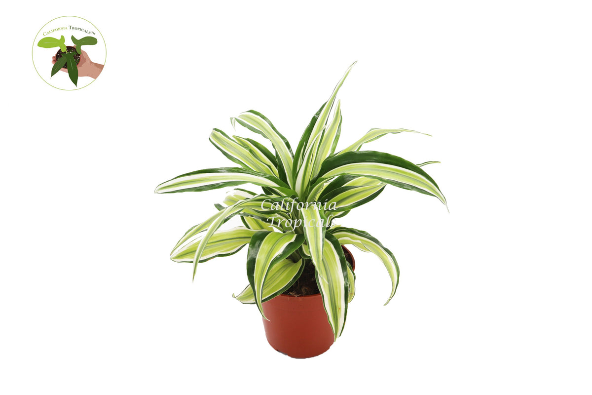 Dracaena Dragon live plant, Lime