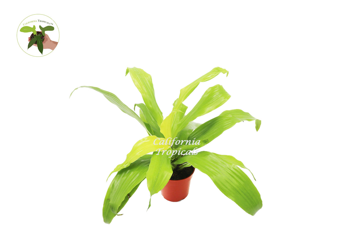 Dracaena Lime Light live plant in a 4" grower's pot