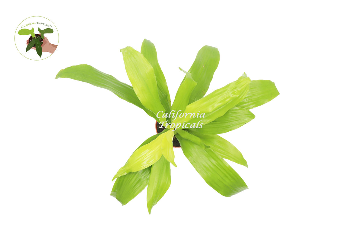 Dracaena Lime Light live plant foliage detail