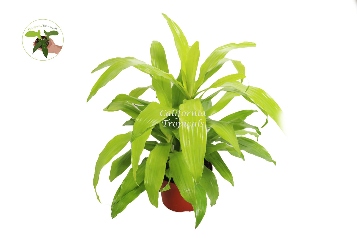 Dracaena Lime Light live plant in a 8" grower's pot