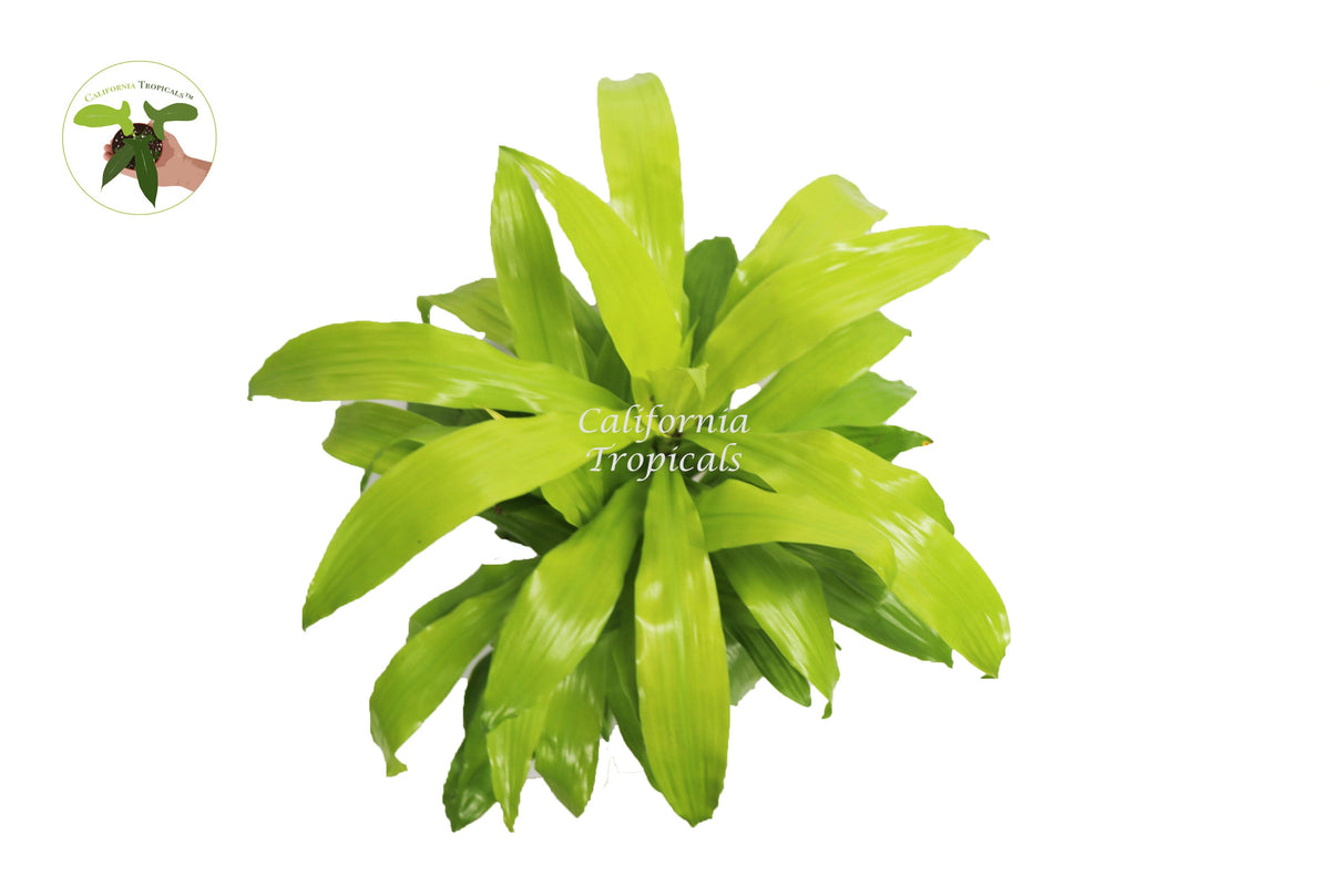 Dracaena Lime Light live plant foliage detail