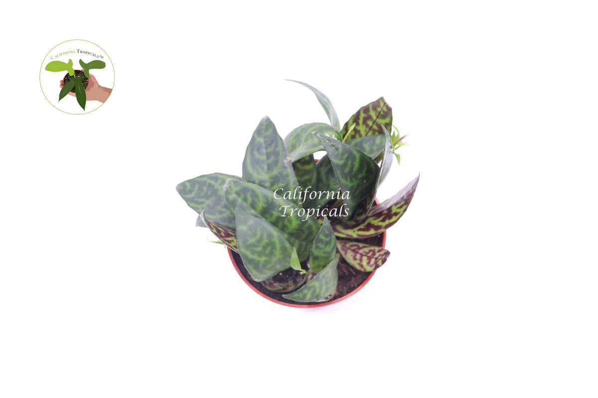 Black Pagoda (Lipstick Plant) foliage detail