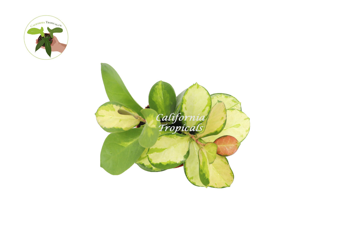Hoya Australis Lisa live plant foliage detail