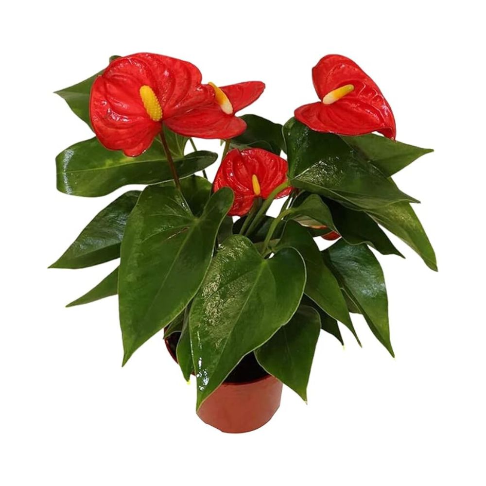 anthurium lowes Surprise Flower Color Anthurium