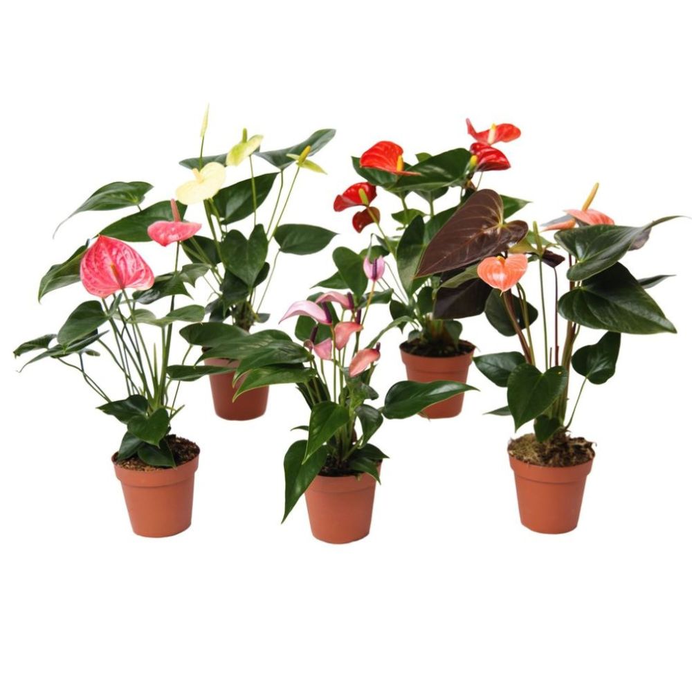 lowes anthurium Surprise Flower Color Anthurium