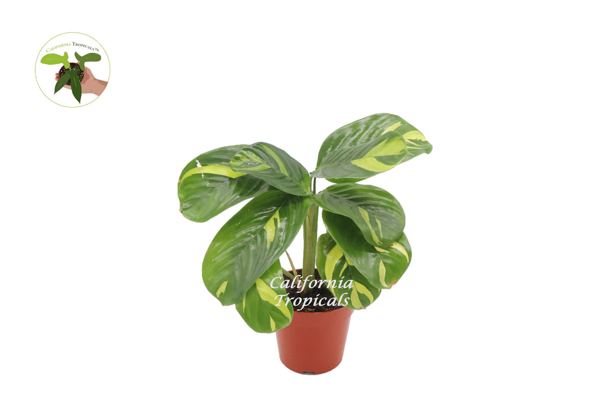 Ctenanthe Lubbersiana live plant in a 4" grower's pot
