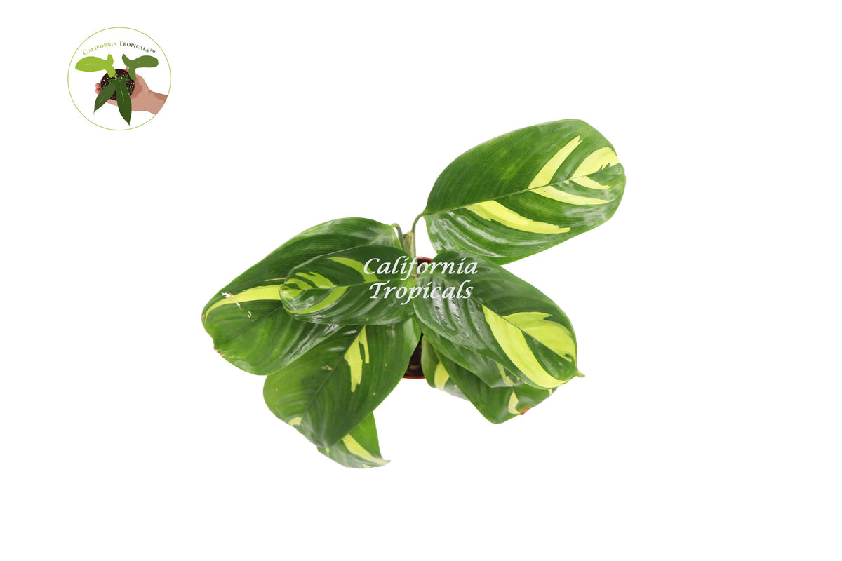 Ctenanthe Lubbersiana live plant foliage detail