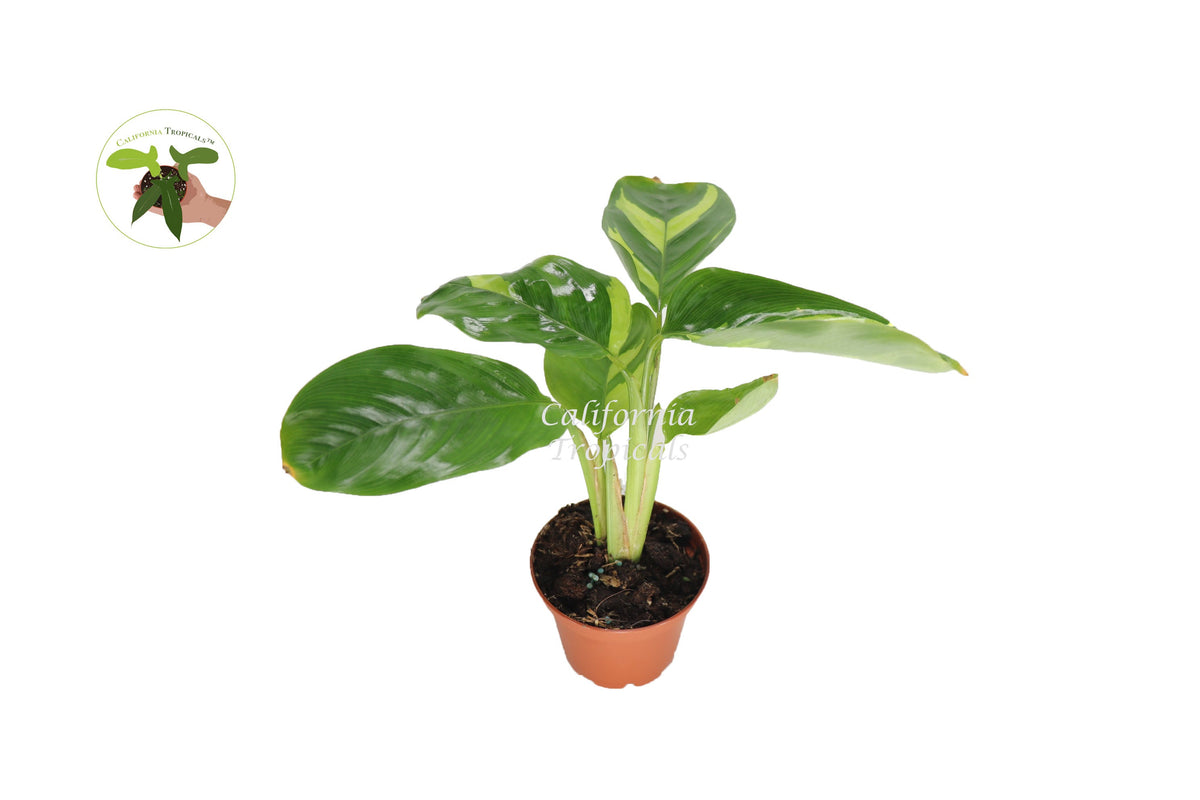 Ctenanthe Lubbersiana live plant in a 3" grower's pot