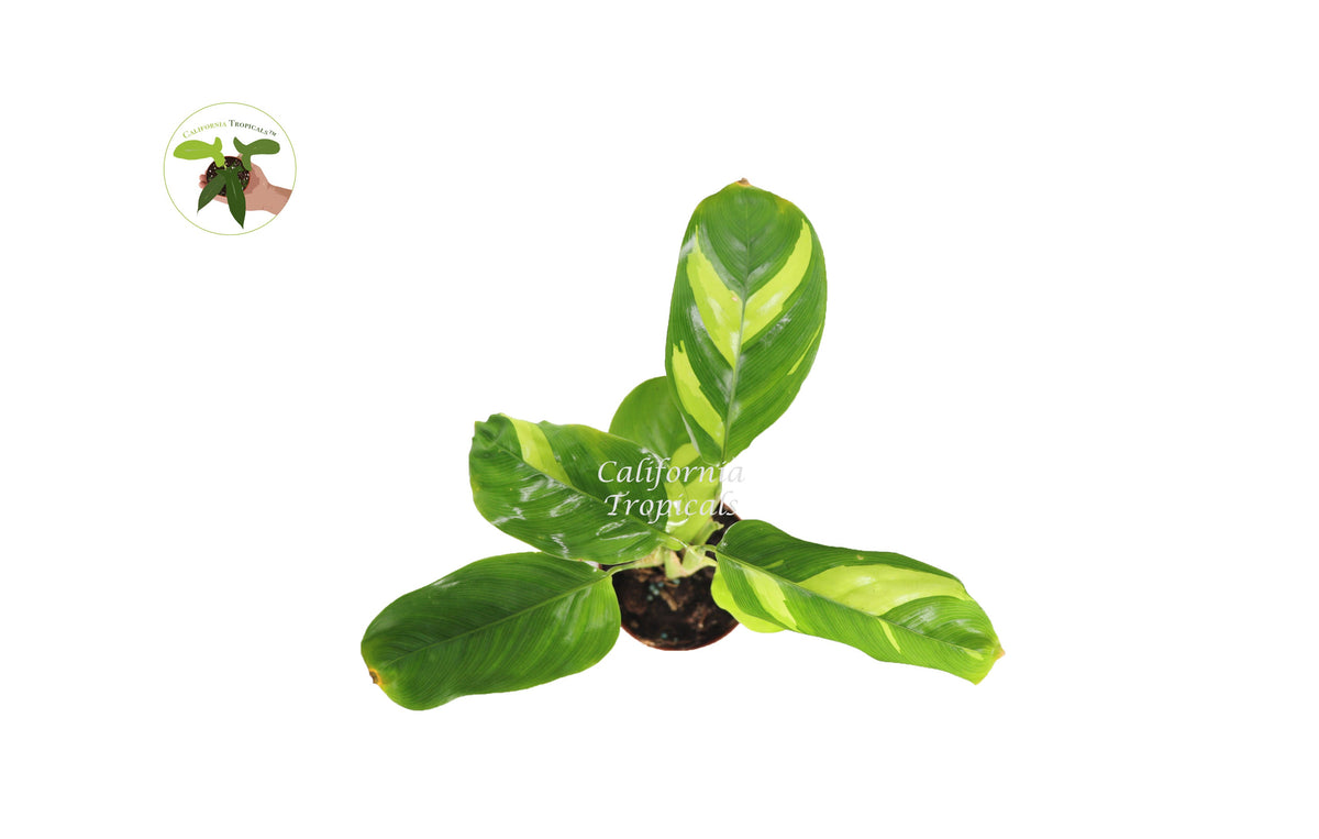 Ctenanthe Lubbersiana live plant foliage detail