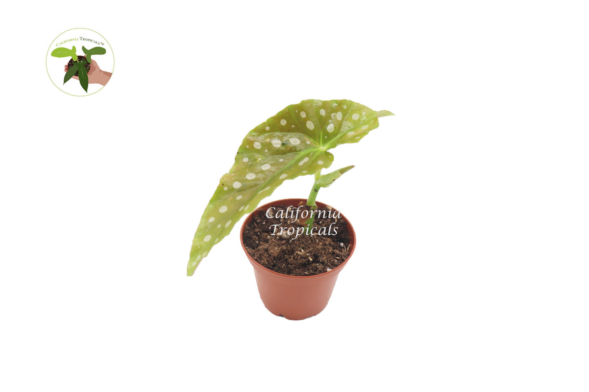 Begonia Maculata live plant in a 2" grower's pot